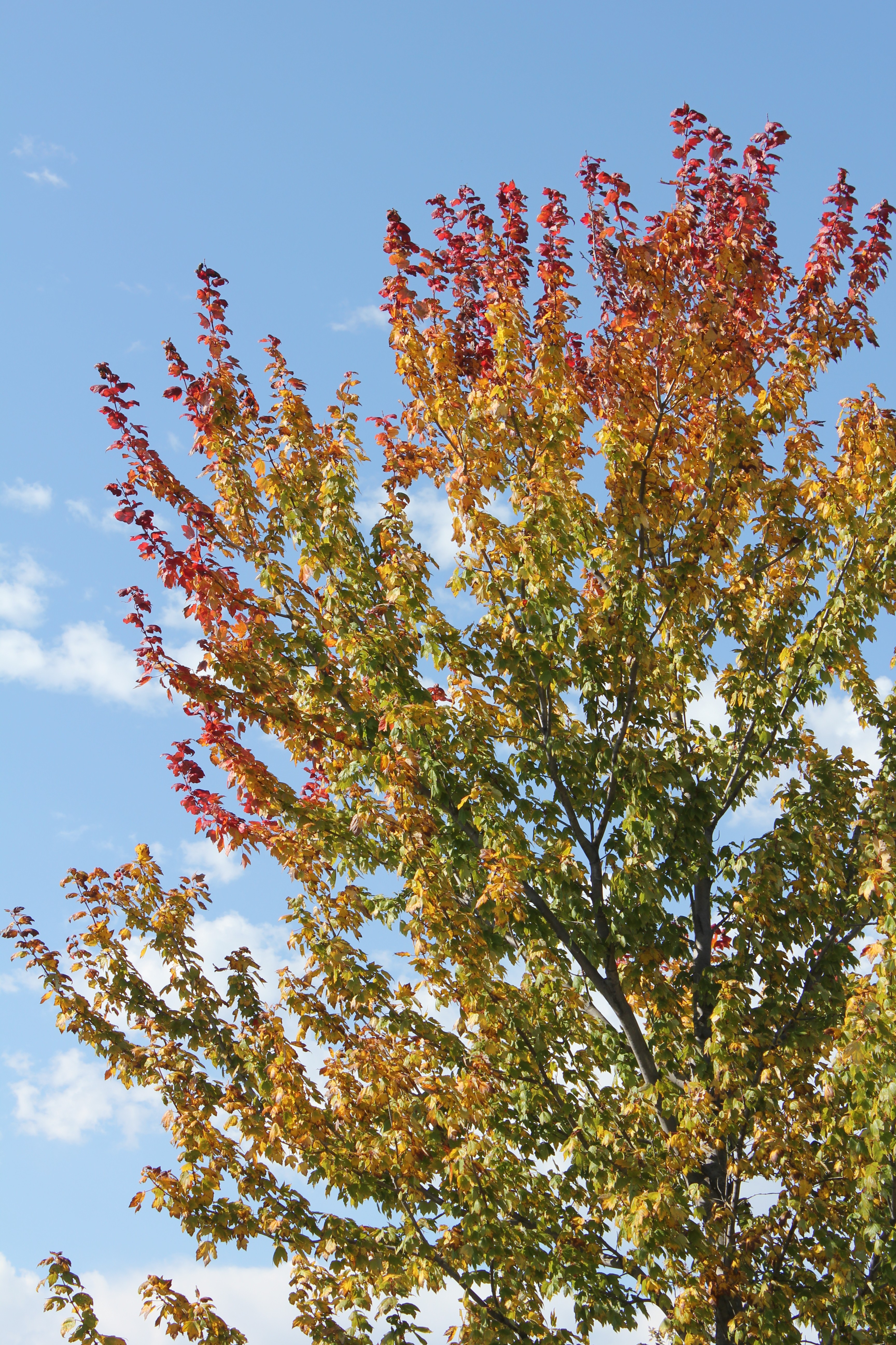 Nature's Ombre - JOYFUL scribblings