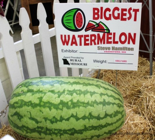 biggest watermelon - JOYFUL scribblings